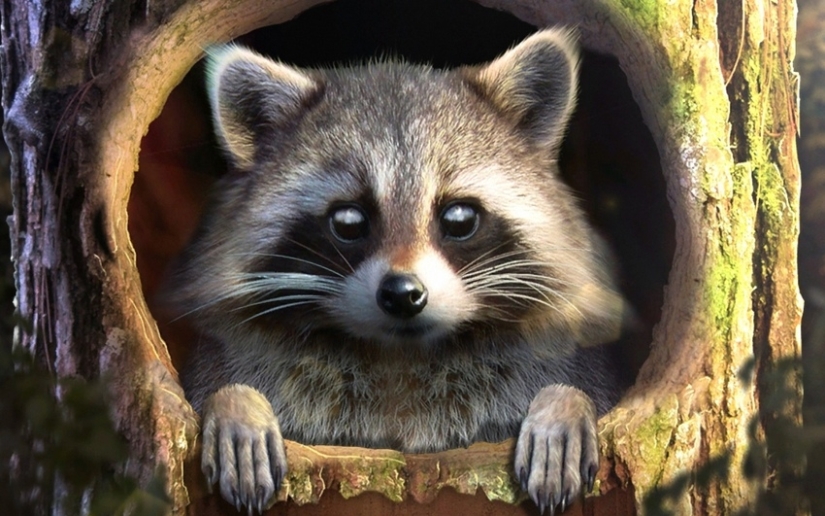 Why not start a home raccoon