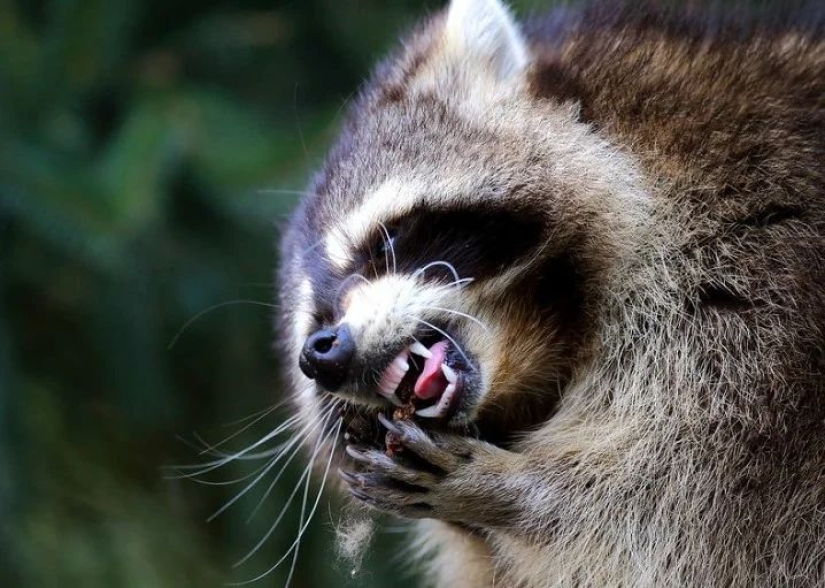 Why not start a home raccoon