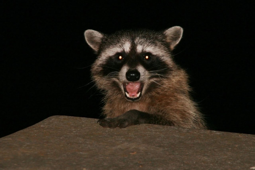 Why not start a home raccoon