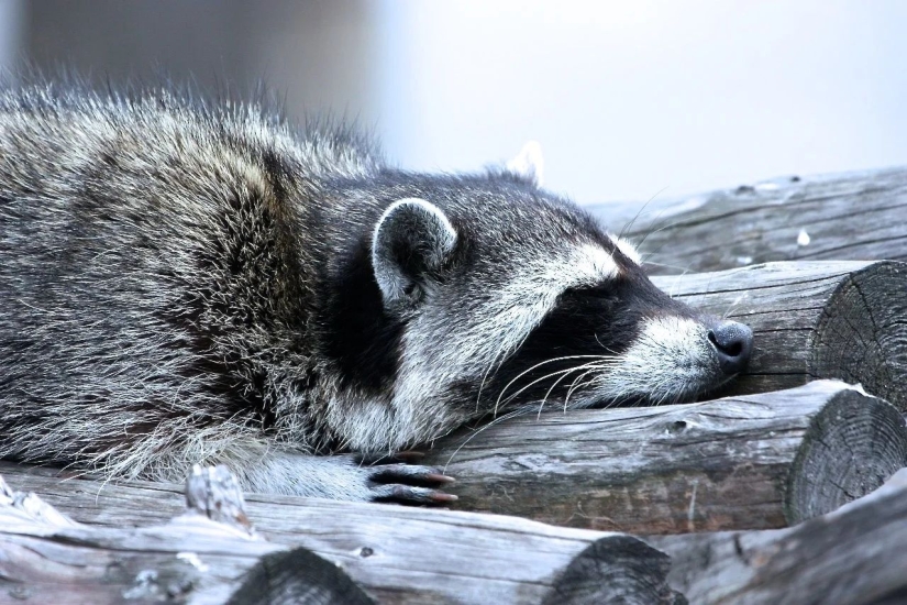 Why not start a home raccoon