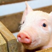 Why pigs are used as organ donors for humans, and not monkeys