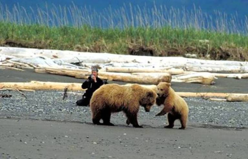 Why the bears ate their friend &quot;Grizzly Man&quot; Timothy Treadwell