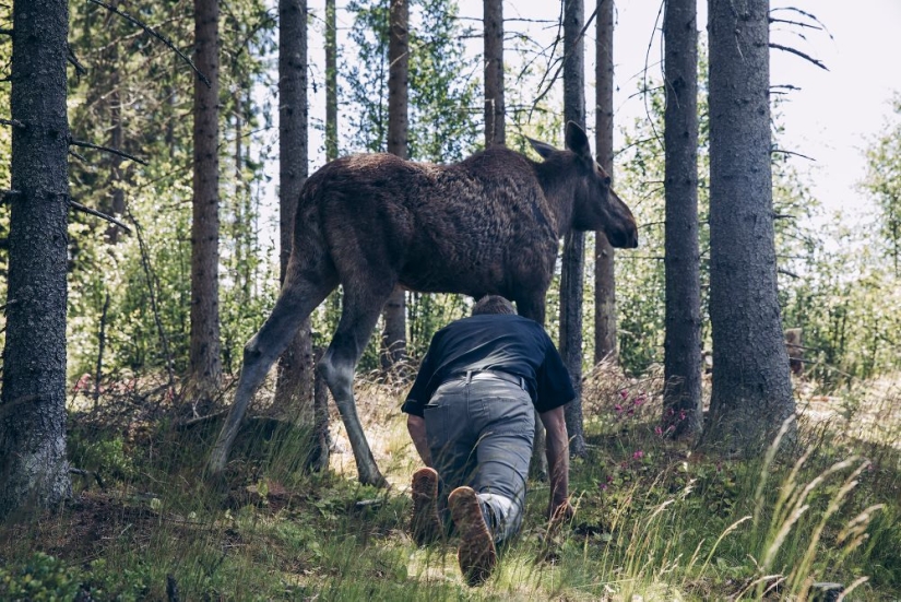 Why the Finns pull to have a pet moose