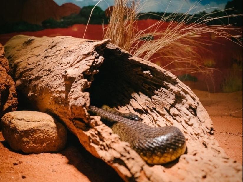 Why the most venomous snake on the planet has never killed anyone