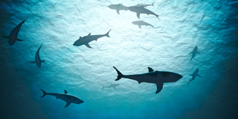 Why there are no sharks dangerous to humans in the Black Sea