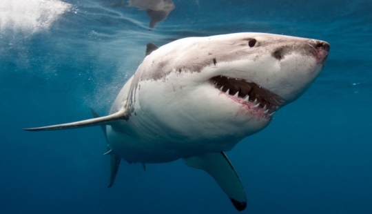 Why there are no sharks dangerous to humans in the Black Sea