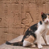 Why were cats so loved and revered in ancient Egypt?