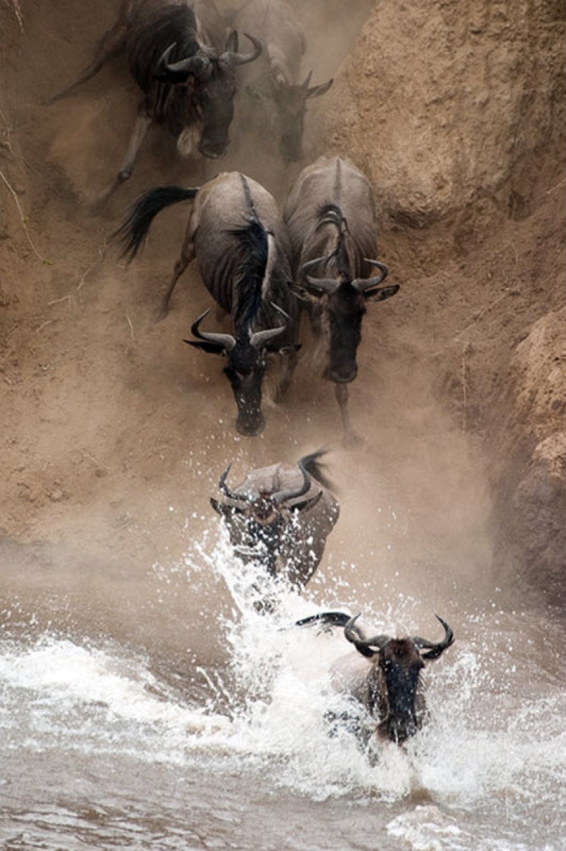 Wildebeest migration — a leap of fate