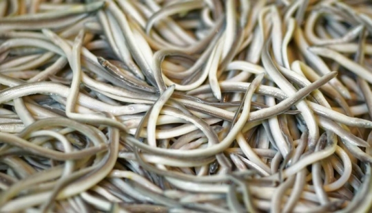 Without taste and color, it costs a thousand euros: how the fry of the river eel turned from animal feed into a delicacy