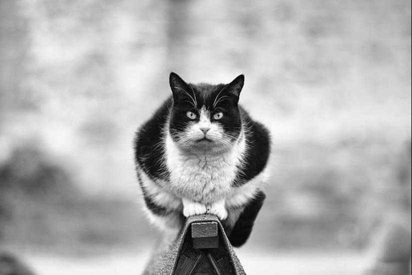 Without the cat, and life is not the same: balanced cats acrobats demonstrate the wonders of balance