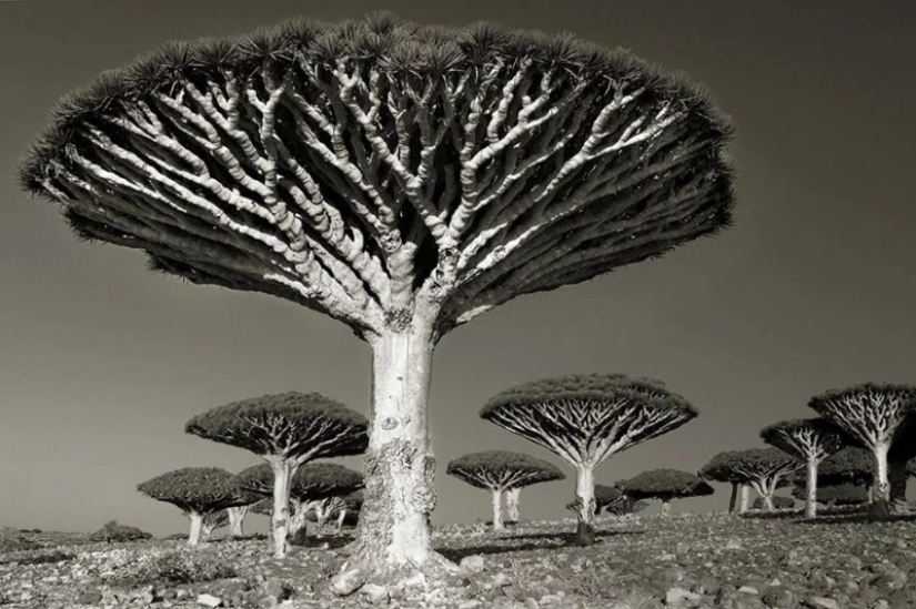 Woman spent 14 years in search of ancient trees. And it's no wonder!