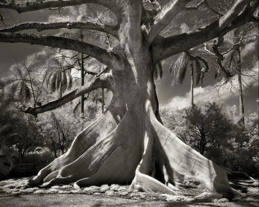 Woman spent 14 years in search of ancient trees. And it's no wonder!