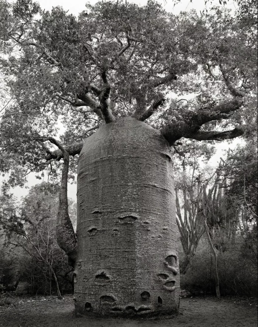 Woman spent 14 years in search of ancient trees. And it's no wonder!