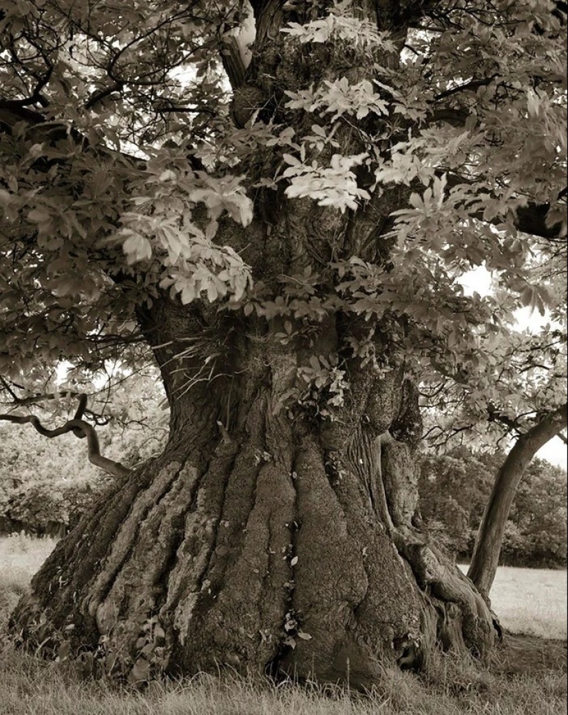 Woman spent 14 years in search of ancient trees. And it's no wonder!