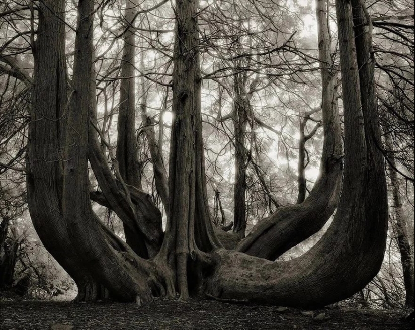 Woman spent 14 years in search of ancient trees. And it's no wonder!