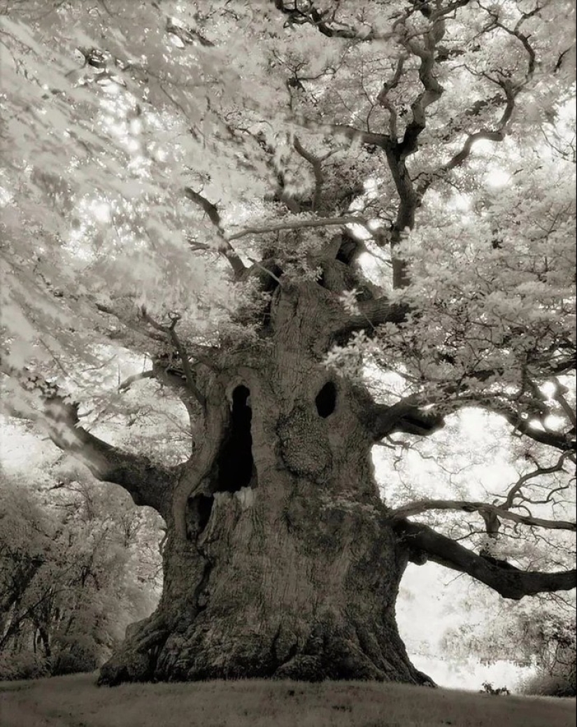 Woman spent 14 years in search of ancient trees. And it's no wonder!