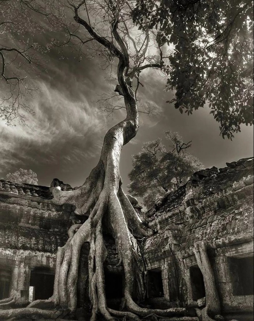 Woman spent 14 years in search of ancient trees. And it's no wonder!