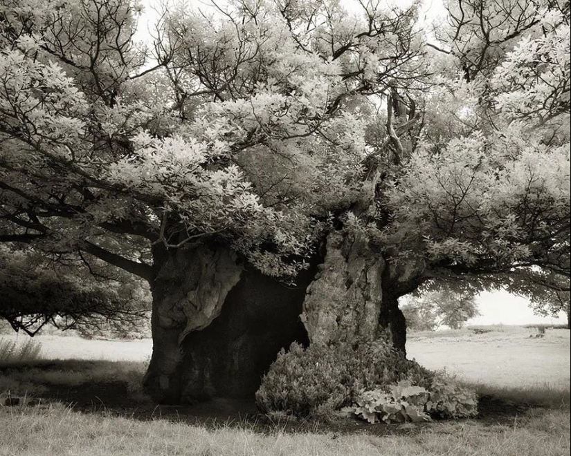 Woman spent 14 years in search of ancient trees. And it's no wonder!