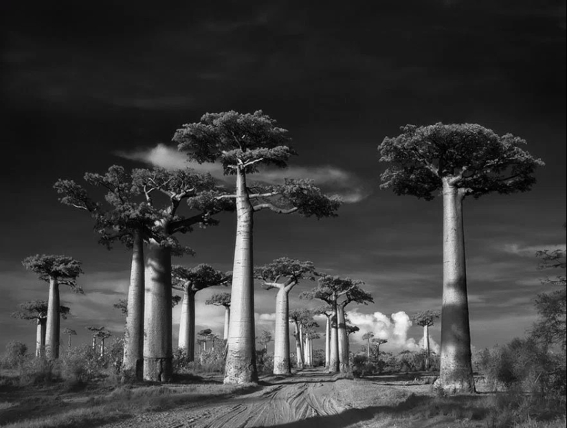 Woman spent 14 years in search of ancient trees. And it's no wonder!