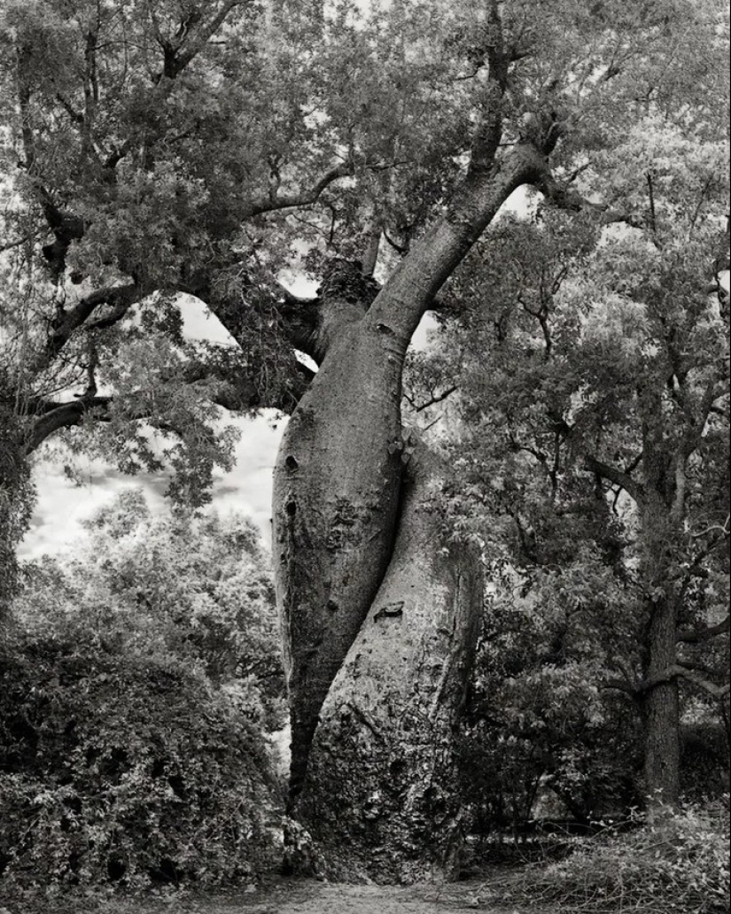 Woman spent 14 years in search of ancient trees. And it's no wonder!