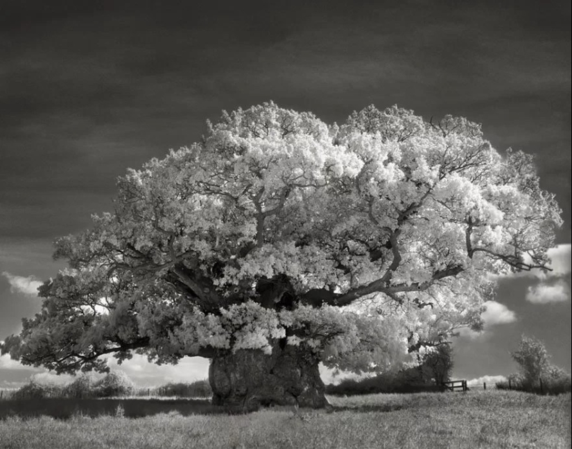 Woman spent 14 years in search of ancient trees. And it's no wonder!