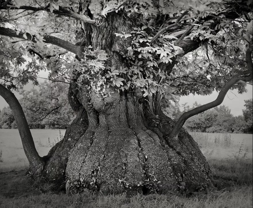 Woman spent 14 years in search of ancient trees. And it's no wonder!