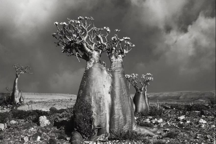 Woman spent 14 years in search of ancient trees. And it's no wonder!