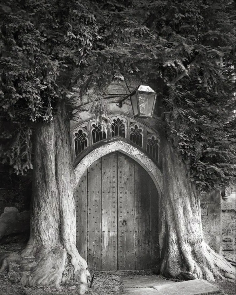 Woman spent 14 years in search of ancient trees. And it's no wonder!