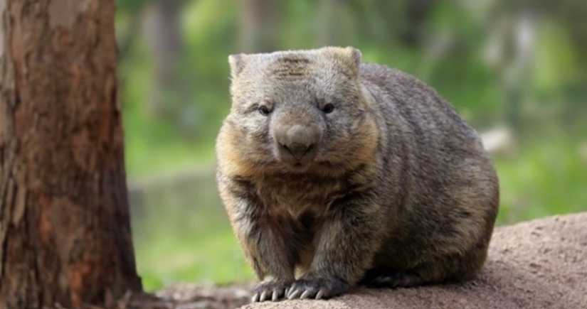 Wombats have been found to have the capacity for compassion. Is it so?