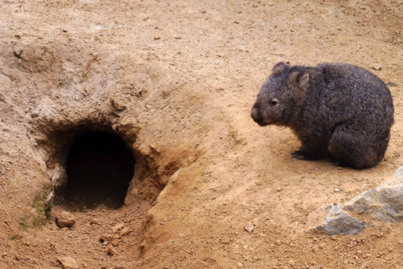 Wombats have been found to have the capacity for compassion. Is it so?