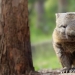 Wombats have been found to have the capacity for compassion. Is it so?