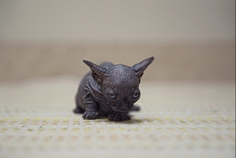 Wonderful sphinx cats in photos by Serena Hodson