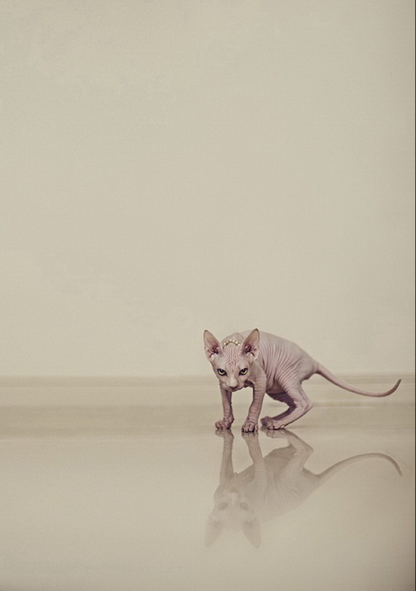 Wonderful sphinx cats in photos by Serena Hodson