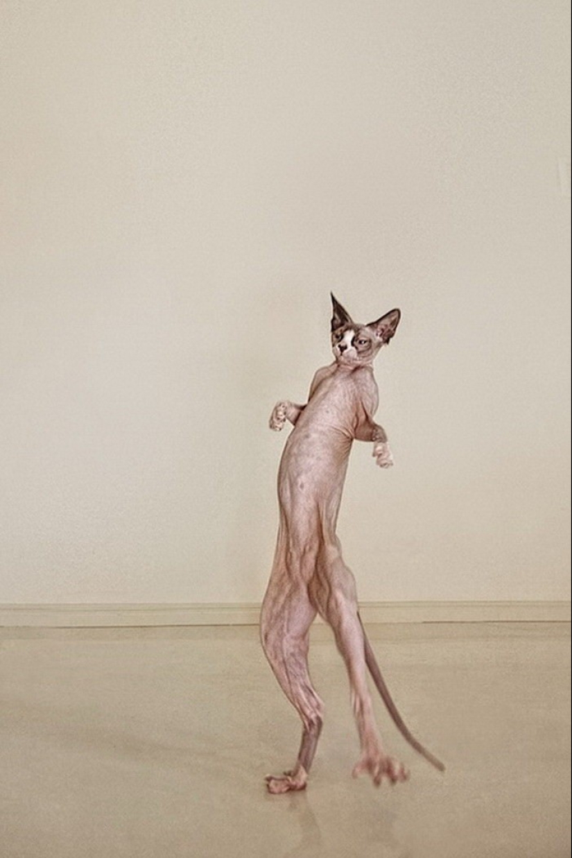 Wonderful sphinx cats in photos by Serena Hodson