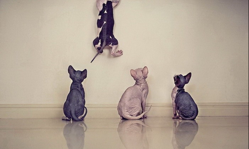 Wonderful sphinx cats in photos by Serena Hodson