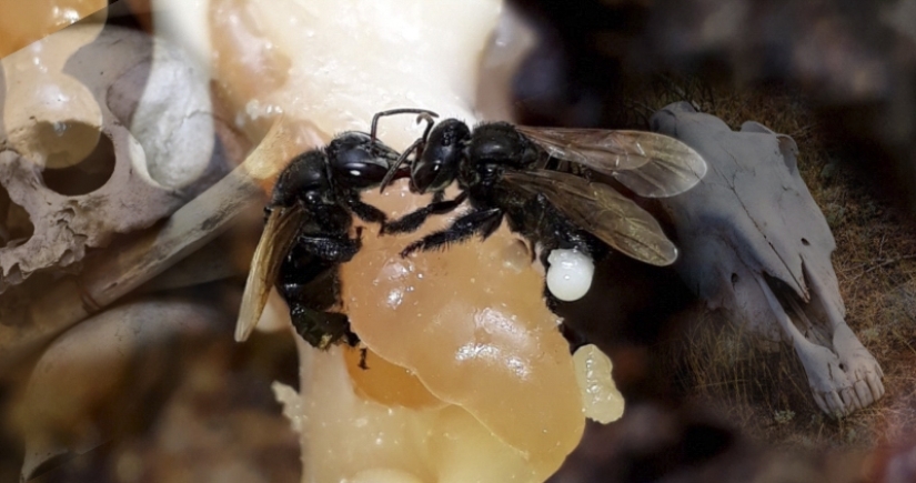 “Wrong” vulture bees that feed on carrion and make “correct honey”