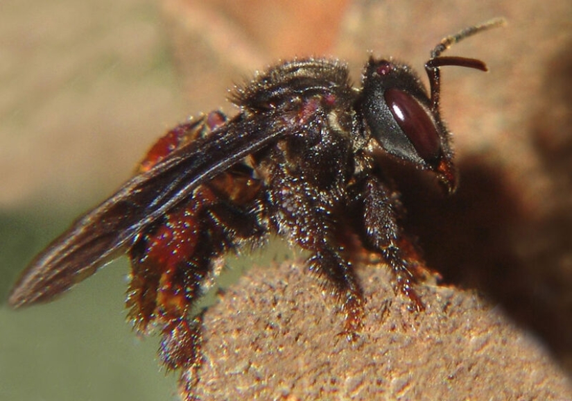 “Wrong” vulture bees that feed on carrion and make “correct honey”