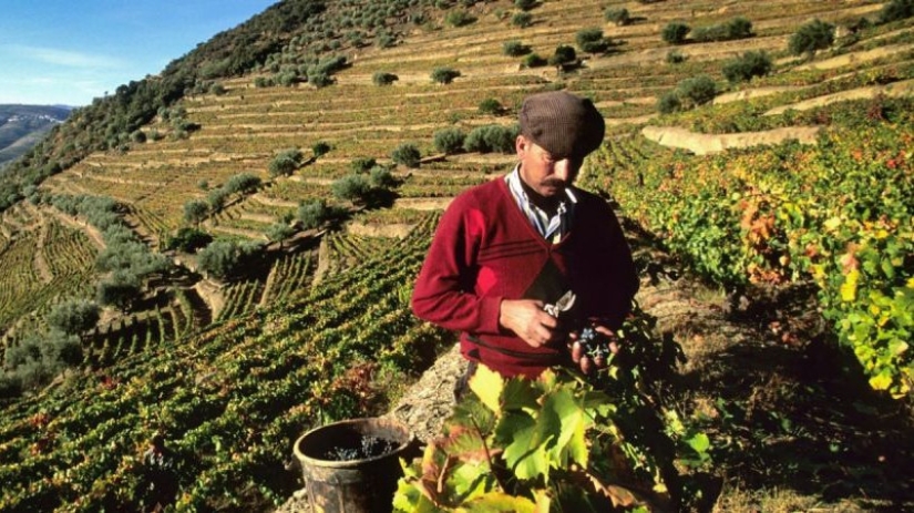 Y el borracho de la risa, y borrachos pecado: las 12 mejores películas sobre el Vino