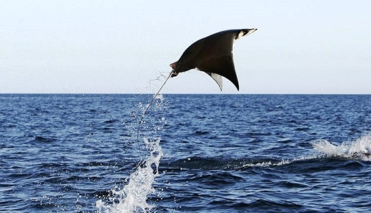 Y quiero volar! ¿Por qué las rayas saltan del agua?