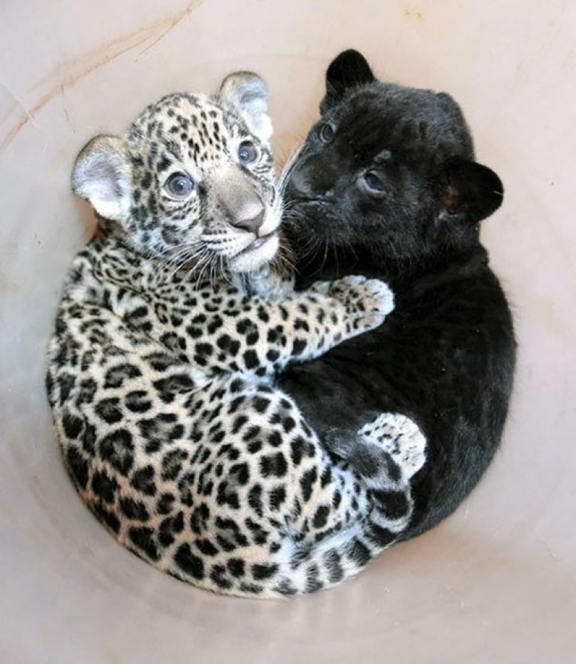 Yin and Yang: black and white seals that look so perfect that they seem to be one