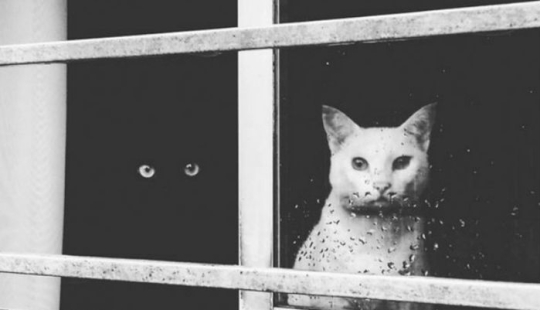 Yin and Yang: black and white seals that look so perfect that they seem to be one