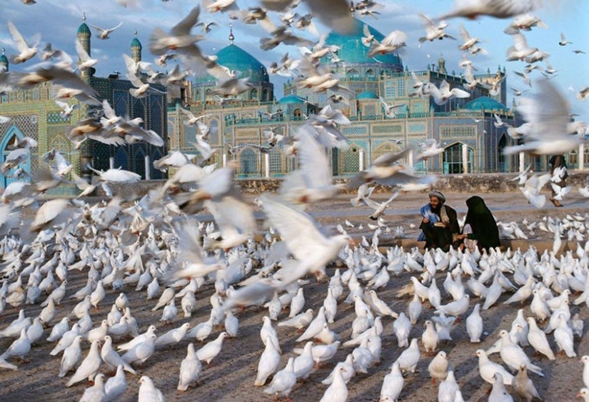 You and I are of the same blood: 35 incredible photos of people and animals from Steve McCurry