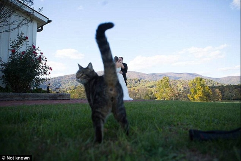 You can't think of it on purpose: the worst wedding photos that will definitely not be shown to guests