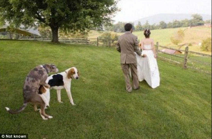 You can't think of it on purpose: the worst wedding photos that will definitely not be shown to guests