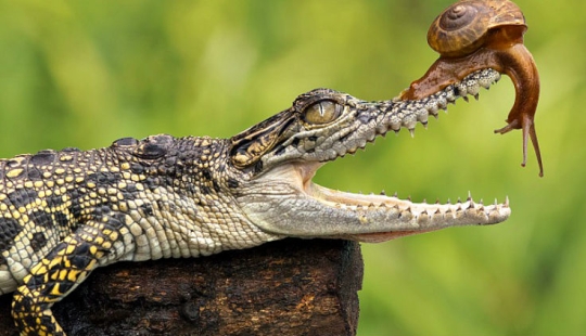 You have never seen such a fearless snail