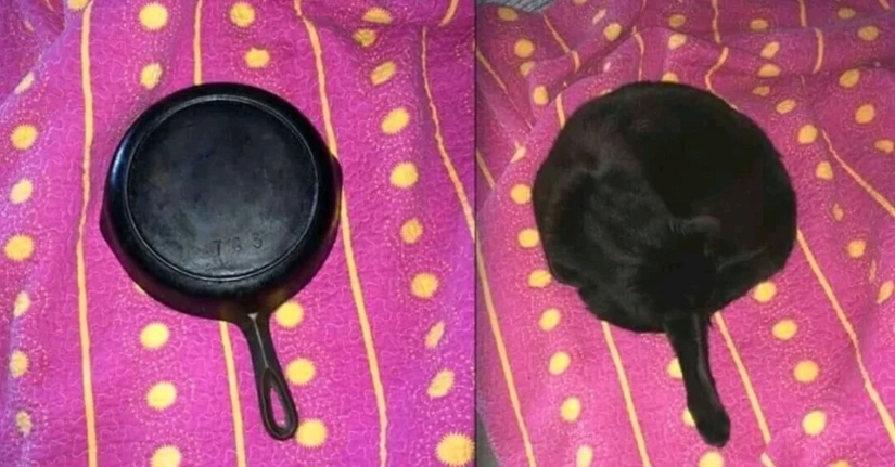 "Your cat broke down": 22 photos of cats with which there is clearly something wrong