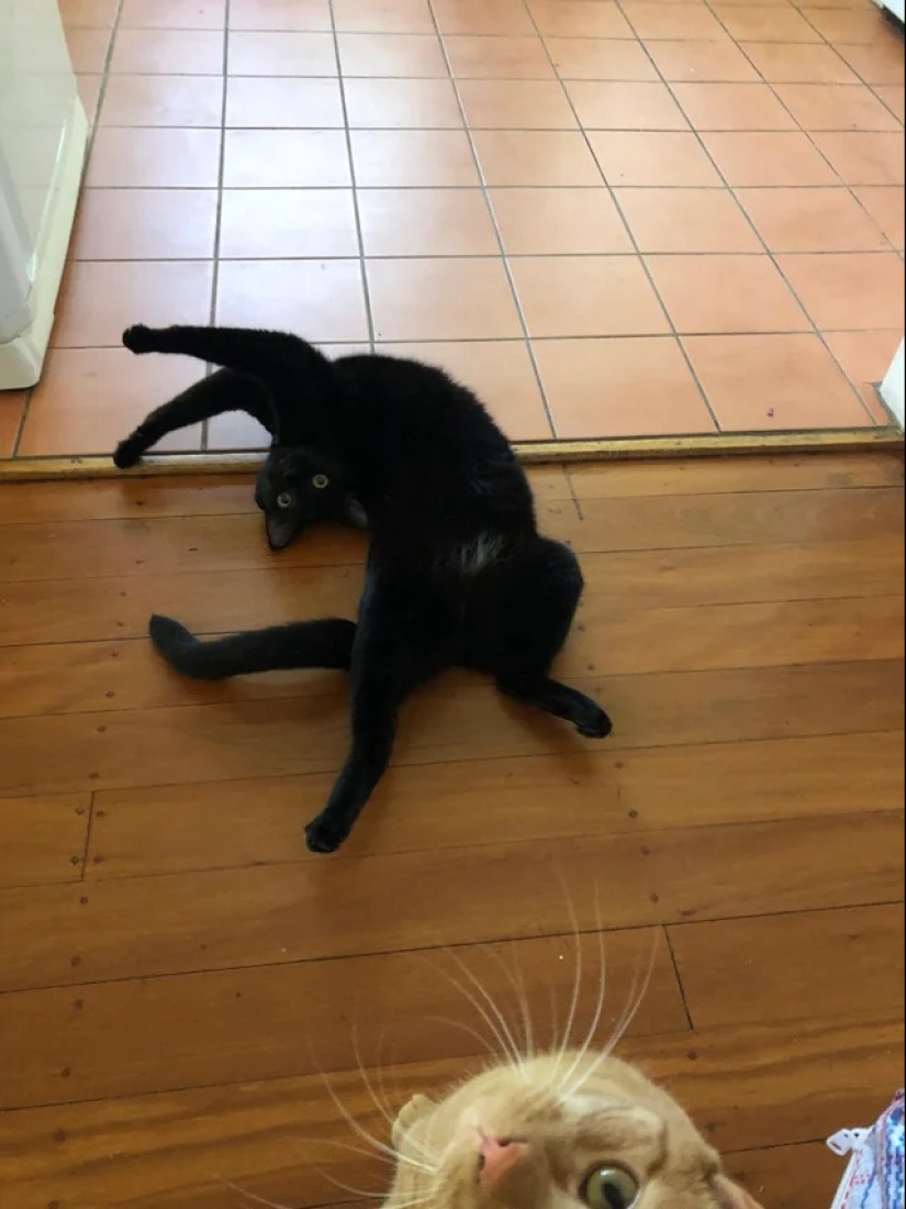 "Your cat broke down": 22 photos of cats with which there is clearly something wrong