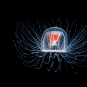 10 Amazing Organisms That Live Incredibly Long