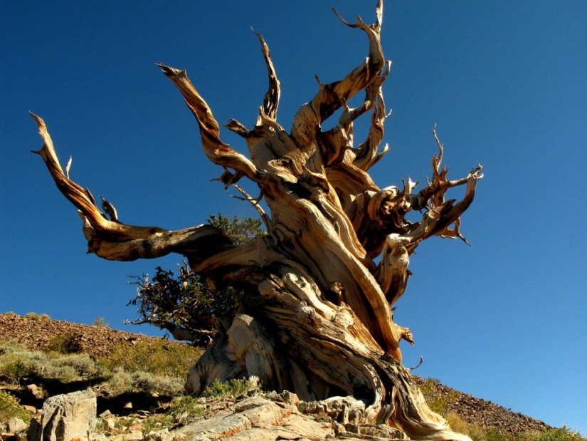 10 Amazing Organisms That Live Incredibly Long 10 Amazing Organisms That Live Incredibly Long