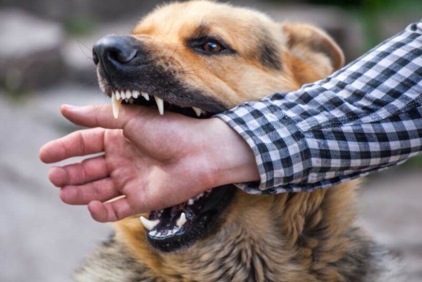 10 common myths about rabies that it is time to stop believing 10 common myths about rabies that it is time to stop believing